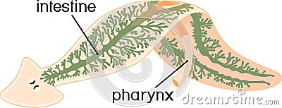 Digestive system of planaria flatworm Vector Illustration
